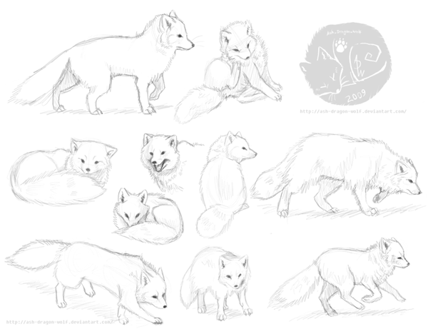 Поэтапное рисование песца