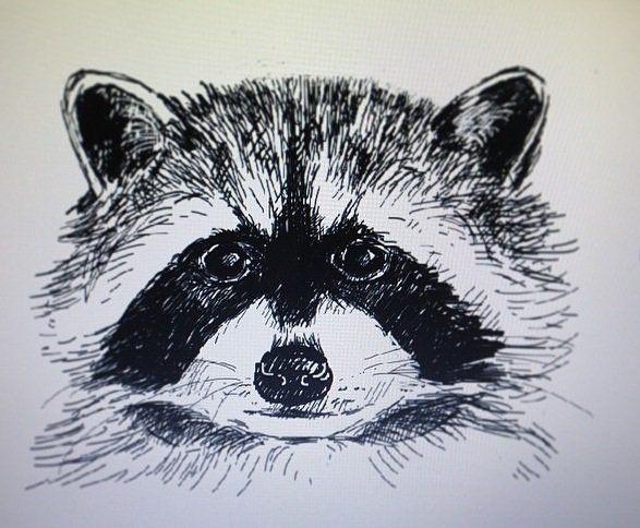 Енот полоскун карандашом