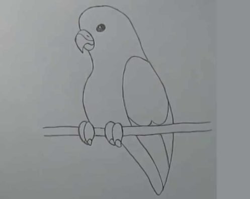 Поэтапное рисование волнистых попугаев