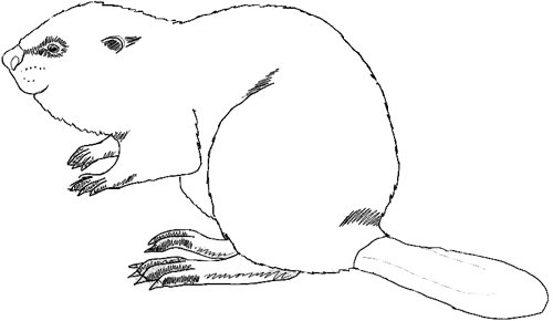 Обыкновенный Бобр