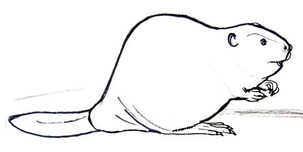 Бобер рисунок легкий (54 фото)