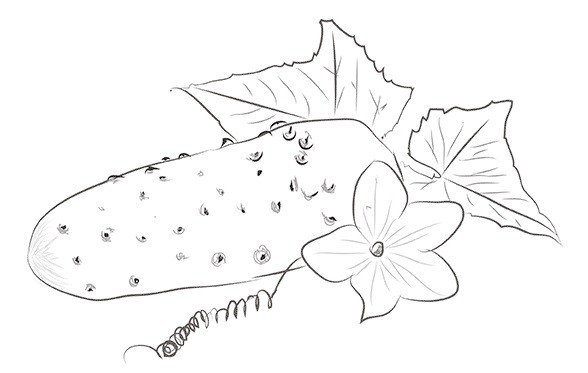 Огурец рисунок