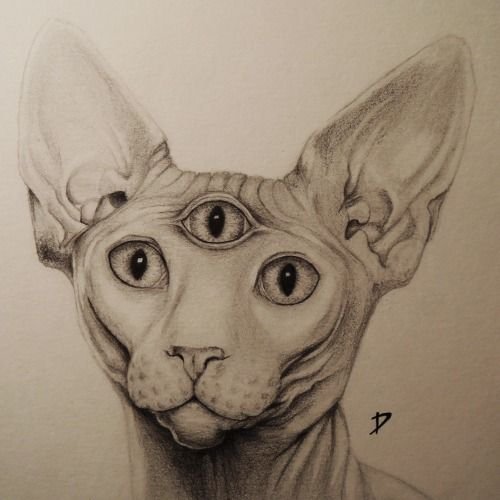 Сфинкс кошка