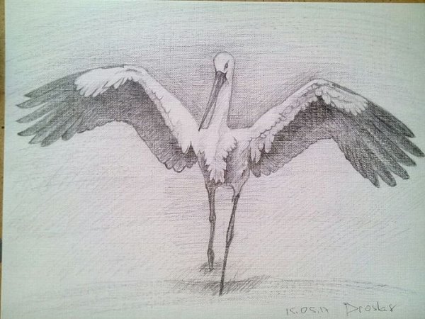Журавль карандашом