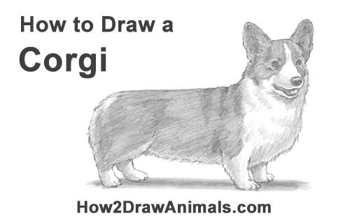 Фрилайн корги