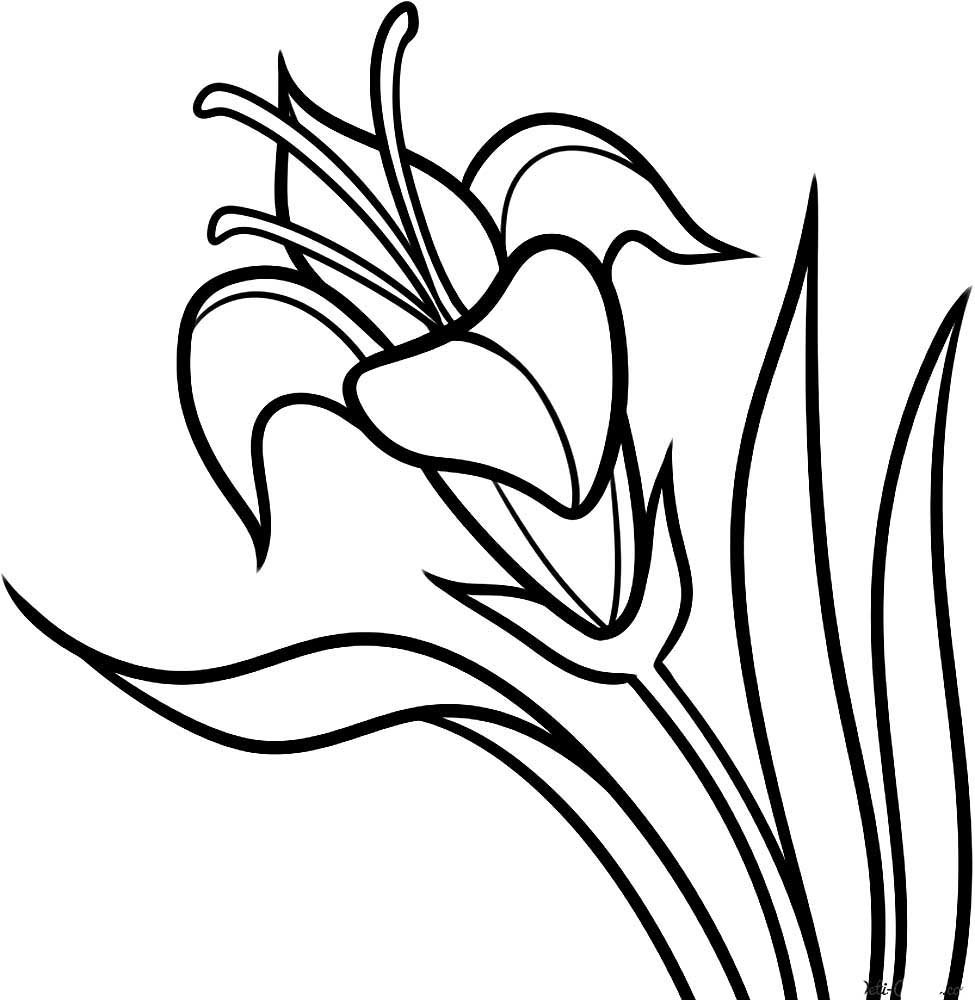 Бутон цветка раскраска