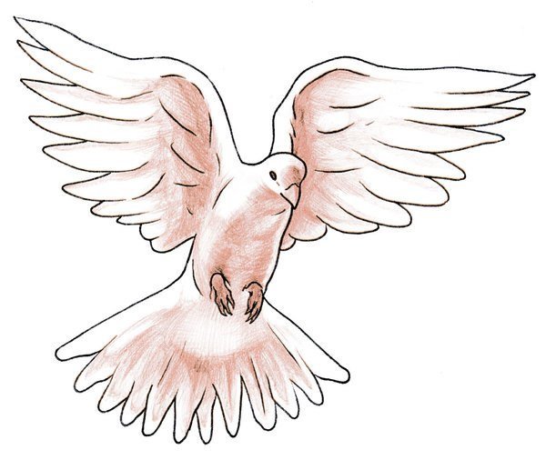 Голубь мира на белом фоне