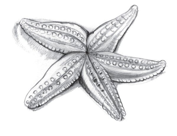Морская звезда эскиз