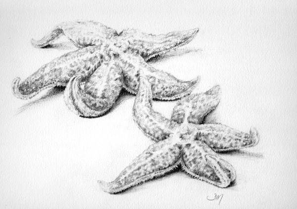 Морская звезда зарисовка