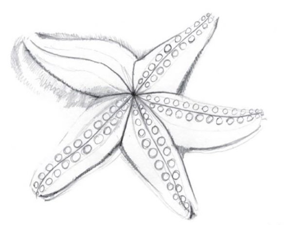 Морская звезда карандашом