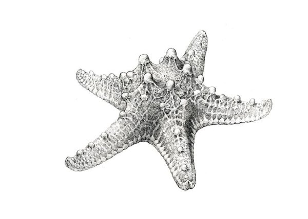 Морская звезда карандашом