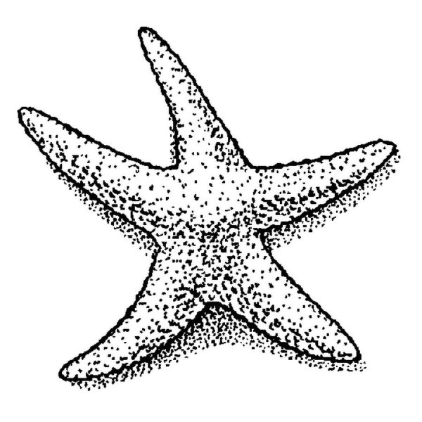 Морская звезда раскраска