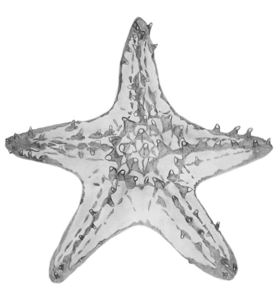 Морская звезда симметрия