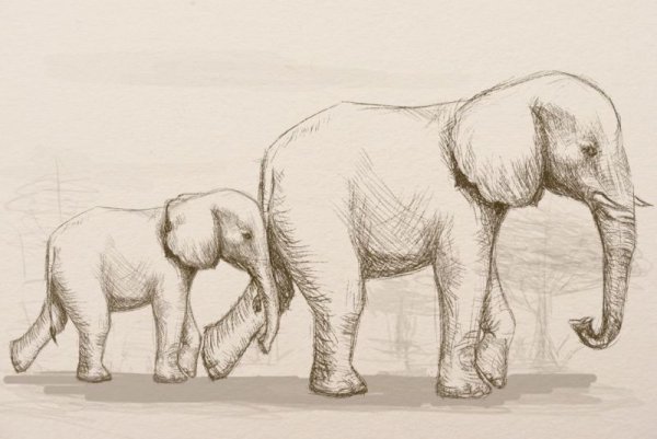 Слоник карандашом