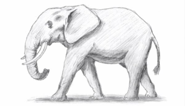 Контур слона сбоку