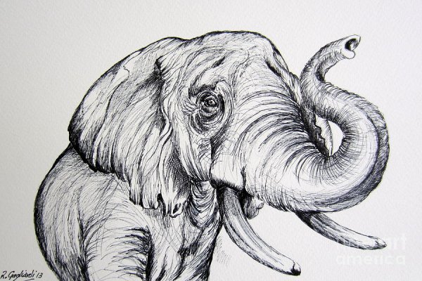 Зарисовки слона