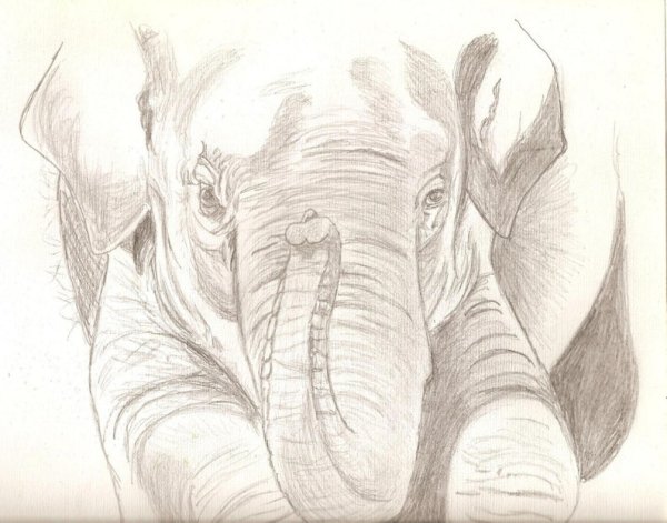 Нарисовать голову слона