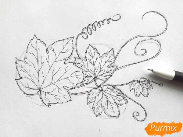 Виноградный лист карандашом