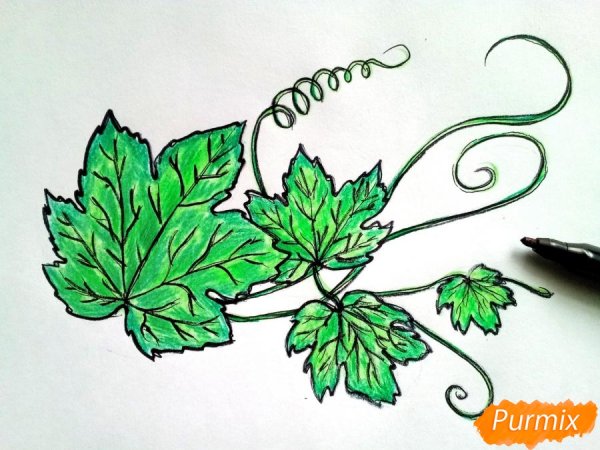 Рисование виноградных листьев
