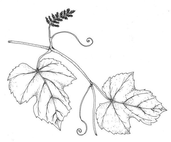 Лист огурца раскраска