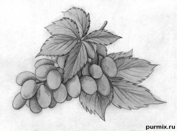 Виноград простым карандашом