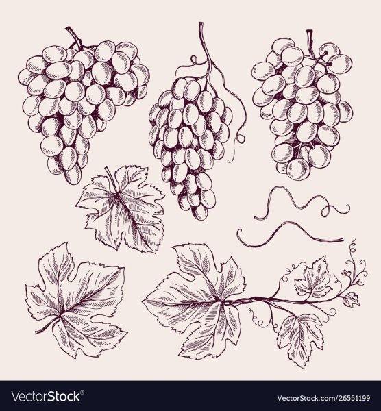 Виноград рисунок карандашом