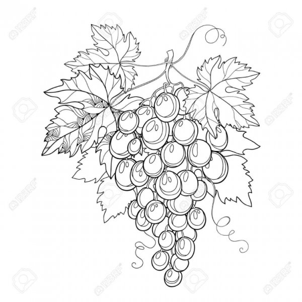 Виноград контур