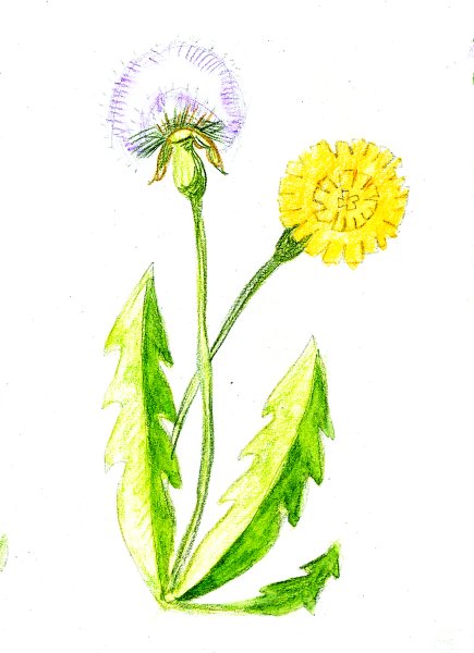 Стилизованный одуванчик