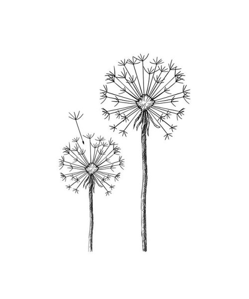 Одуванчики цветными карандашами