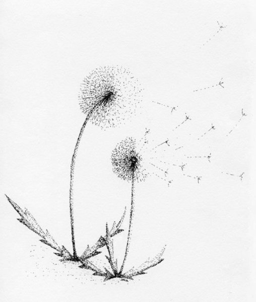 Одувпнчик рисунок каранд