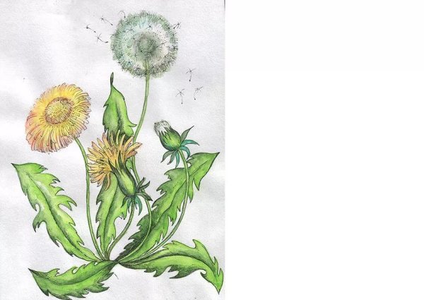 Одуванчик раскраска