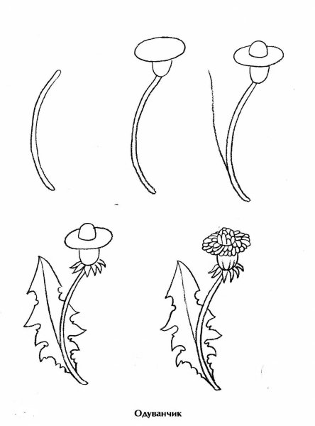 Одуванчик тушью