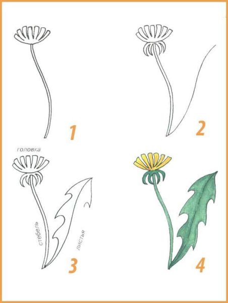 Одуванчик схематично