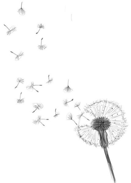 Одуванчик эскиз