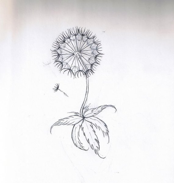 Одуванчик простым карандашом
