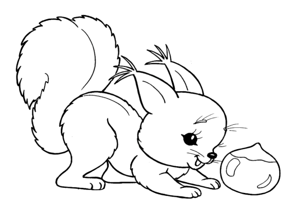 Раскраска Белочка