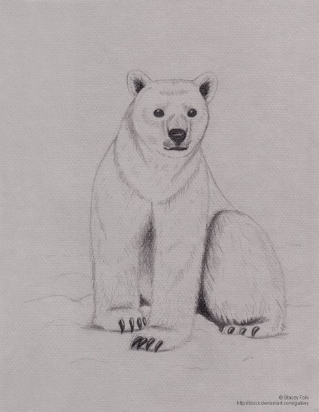 Медведь рисунок карандашом