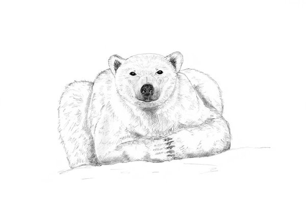Белый медведь рисунок карандашом