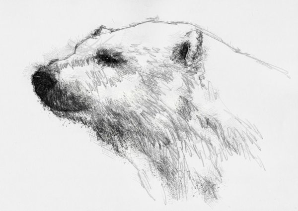 Белый медведь зарисовка