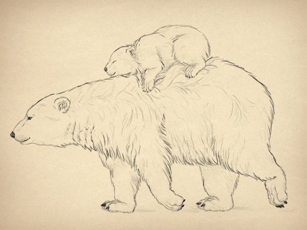 Картинки медведя для срисовки