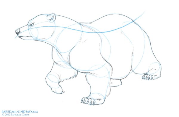 Как нарисовать белого медведя