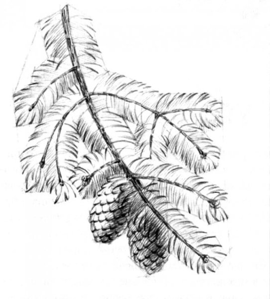 Ветка карандашом