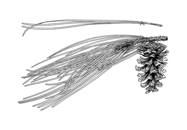 Ветка сосны карандашом