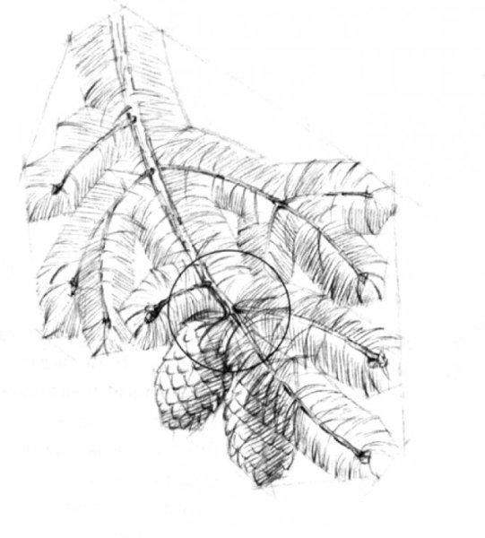 Рисование ветки ели