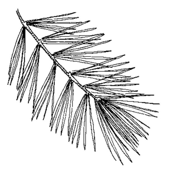 Шишки раскраска