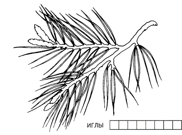 Рисование еловой ветки