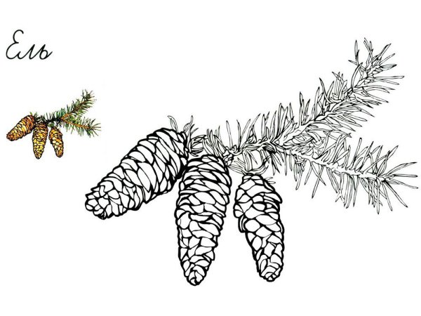 Ветка Еловая