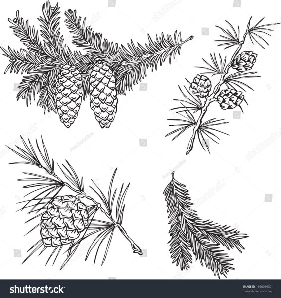 Рисование веточки сосны