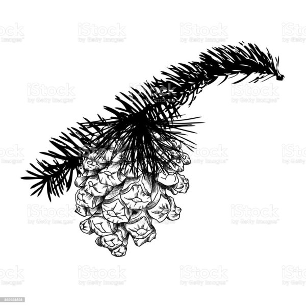 Ветка с шишками на окно