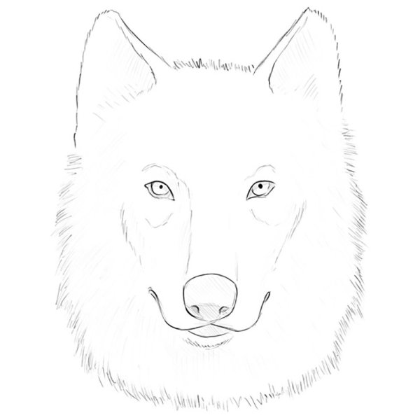 How to draw Wolf face